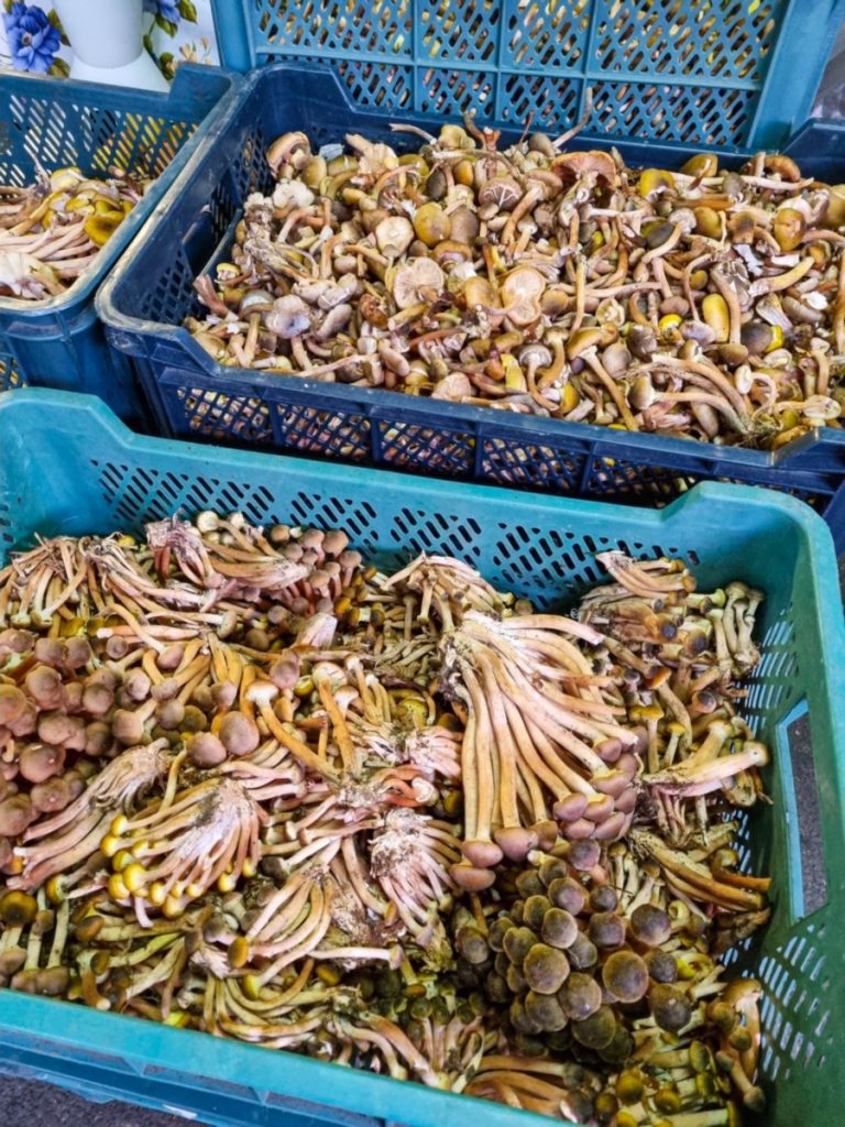 tagliatelle-cu-ghebe-dovleac-copt-si-rozmarin