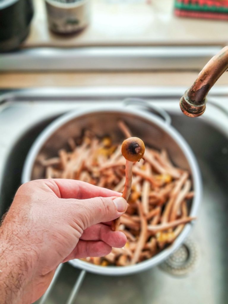 tagliatelle-cu-ghebe-dovleac-copt-si-rozmarin